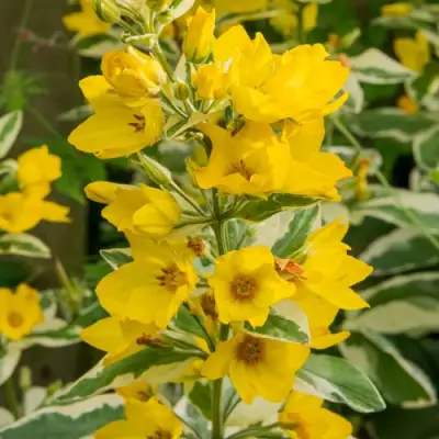 Вербейник АЛЕКСАНДР точечный в Новополоцке