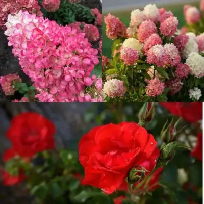 Комплект РОЗОВЫЙ ЗАКАТ в Новополоцке