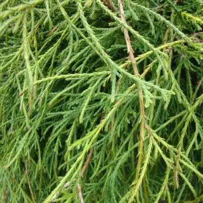 Кипарисовик ФИЛИФЕРА НАНА горохоплодный  в Новополоцке