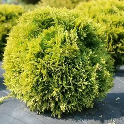 Туя ДАВИД западная в Новополоцке