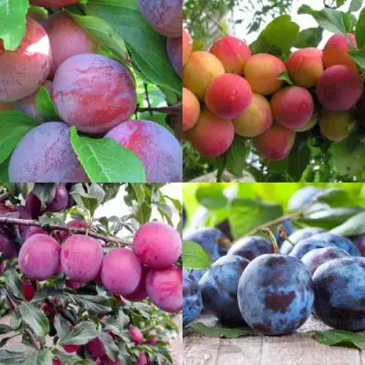 Комплект СЛИВОВЫЙ САД в Новополоцке