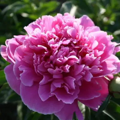 Пион ГОЛУБАЯ ХРИЗАНТЕМА травянистый в Новополоцке