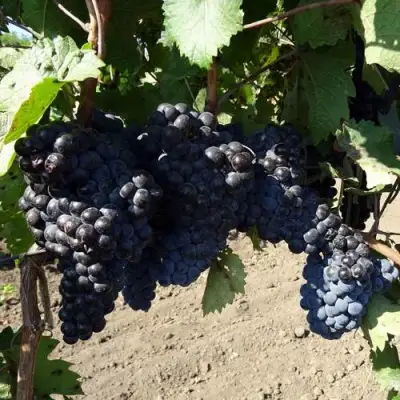 Виноград ДЕНИСОВСКИЙ в Новополоцке