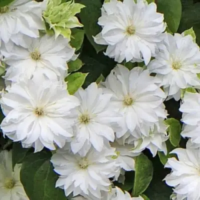 Клематис МАРИЯ СКЛОДОВСКАЯ-КЮРИ в Новополоцке