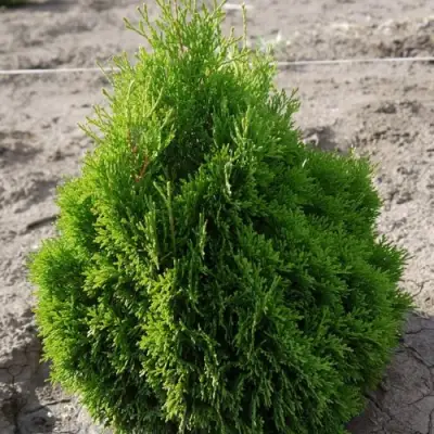 Туя МИКИ западная в Новополоцке