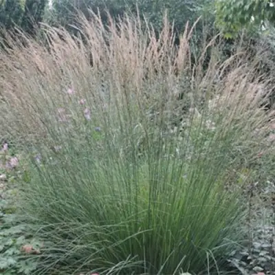 Молиния ХАЙДЕБРАУТ голубая в Новополоцке