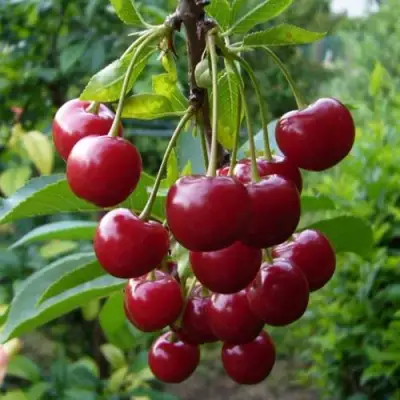 Вишня ВЯНОК в Новополоцке