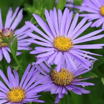 Астра ЛЕДИ ИН БЛЮ в Новополоцке