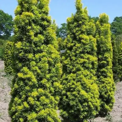 Тис ДАВИД ягодный в Новополоцке