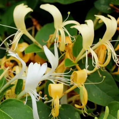 Жимолость ХАЛЛИАНА японская (Хелиана) в Новополоцке