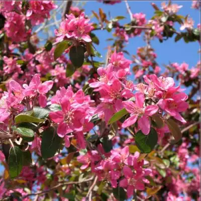 Яблоня ХЕЛЕНА декоративная в Новополоцке