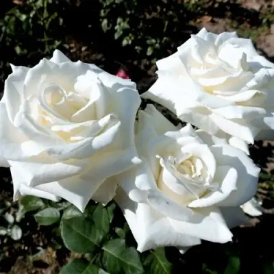 Роза БОИНГ чайно-гибридная в Новополоцке