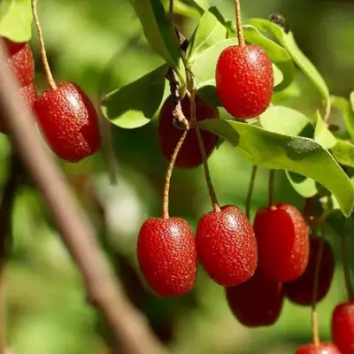 ГУМИ (ЛОХ МНОГОЦВЕТКОВЫЙ) в Новополоцке