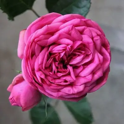 саженцы розы Пинк Пиано