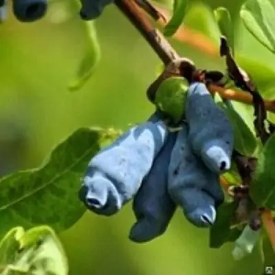 Жимолость съедобная ПУШКИНСКАЯ в Новополоцке