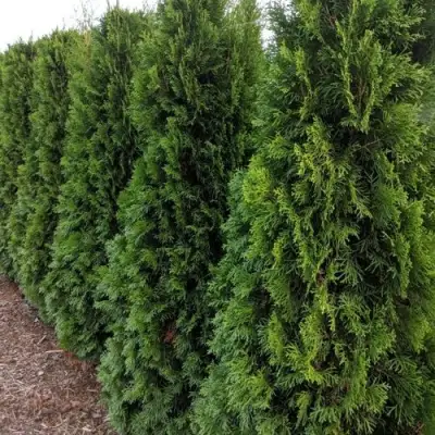 Туя ПИРАМИДАЛИС КОМПАКТА западная в Новополоцке