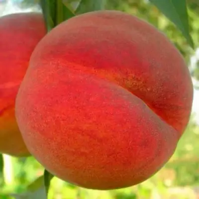 Персик МАЙСКИЙ ЦВЕТОК в Новополоцке