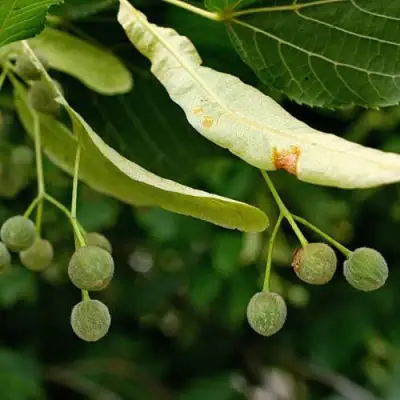 Липа сердцевидная в Новополоцке