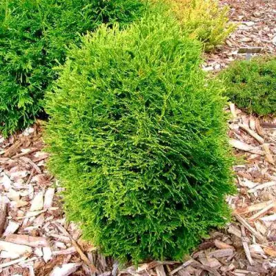 Туя ВОТЕРФИЛД западная в Новополоцке