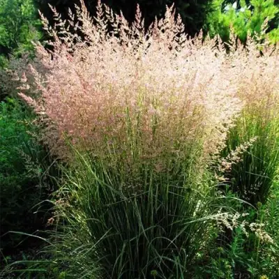 Молиния ФОНТЕЙН тростниковая в Новополоцке