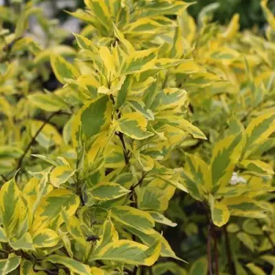 Дерен ШПЕТА белый в Новополоцке