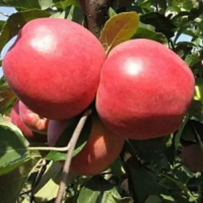 Яблоня ЗАСЛАВСКОЕ в Новополоцке