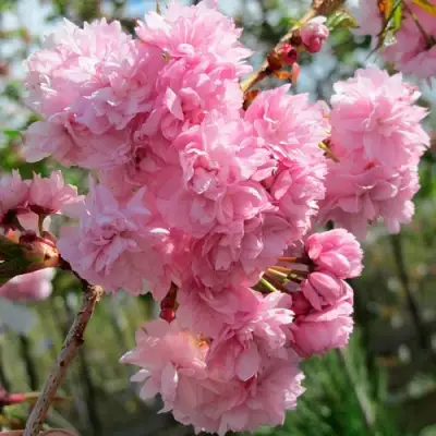 Сакура КИКУ ШИДАРЕ в Новополоцке