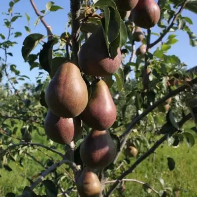 Груша БРЯНСКАЯ КРАСАВИЦА в Новополоцке