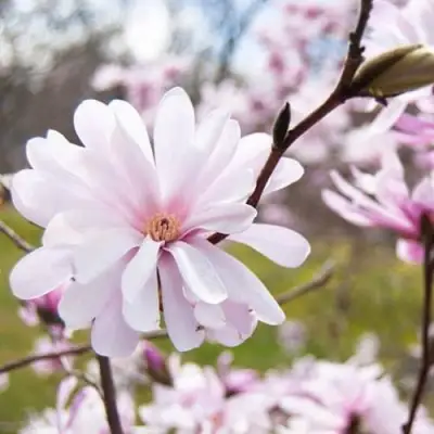 Магнолия РОЗЕЯ в Новополоцке