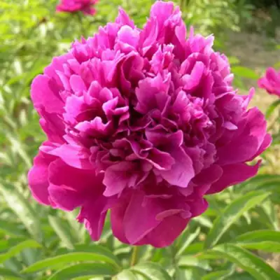 Пион КИТАЙСКИЙ ШЕЛК травянистый в Новополоцке