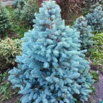Ель СУПЕР БЛЮ СИДЛИНГ колючая в Новополоцке