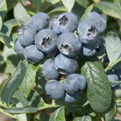 Голубика БРИГИТТА в Новополоцке