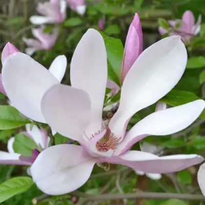 Магнолия ДЖОРДЖ ГЕНРИ КЕРН в Новополоцке