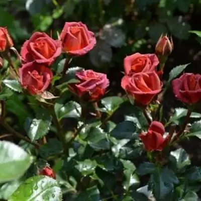 Роза ЧОКОЧИНО спрей в Новополоцке