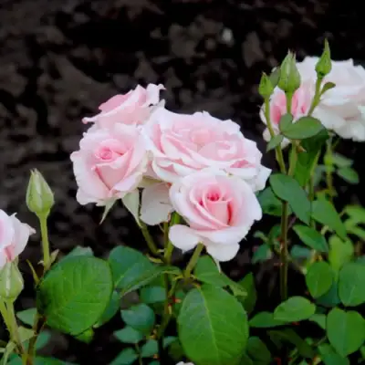 Роза ФЛАМИНГО чайно-гибридная в Новополоцке