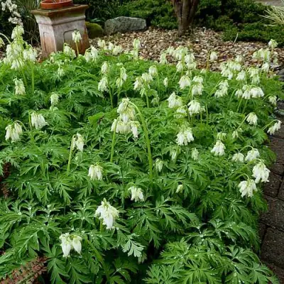 Дицентра красивая АВРОРА в Новополоцке