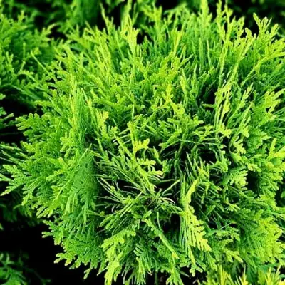 Туя ДАНИКА западная в Новополоцке