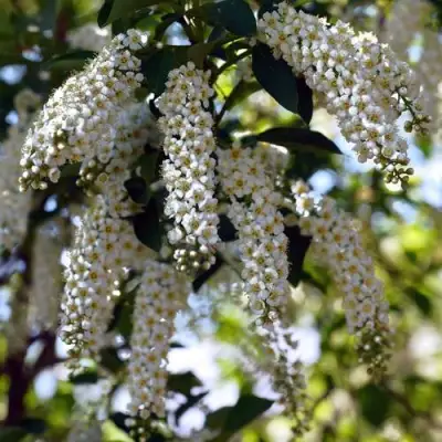 Черемуха виргинская ШУБЕРТ в Новополоцке