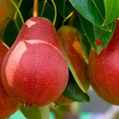 Груша ГЕРА в Новополоцке