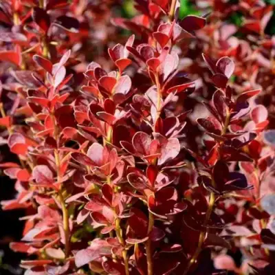 Барбарис ВУЛКАНО тунберга в Новополоцке