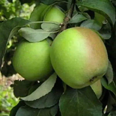 Яблоня ПАМЯТЬ СИКОРЫ в Новополоцке