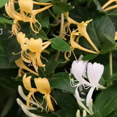 Жимолость ХАЛЛИАНА японская (Хелиана) в Новополоцке