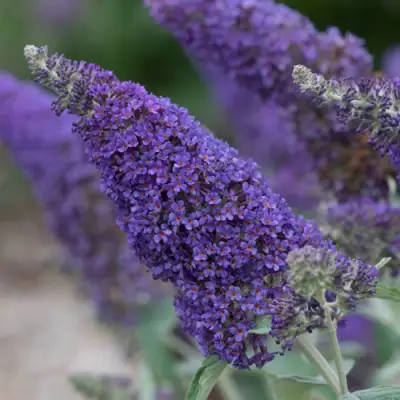 Буддлея НАНО ПЕРПЛ  в Новополоцке