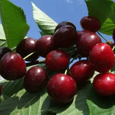 Черешня РЕВНА в Новополоцке