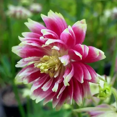 Аквилегия БАРЛОУ НОРА гибрид МакКаны в Новополоцке