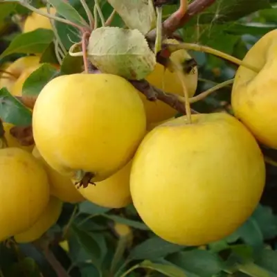 Яблоня УРАЛЬСКОЕ НАЛИВНОЕ в Новополоцке