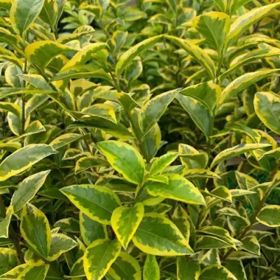 Бирючина АУРЕУМ овальнолистная в Новополоцке