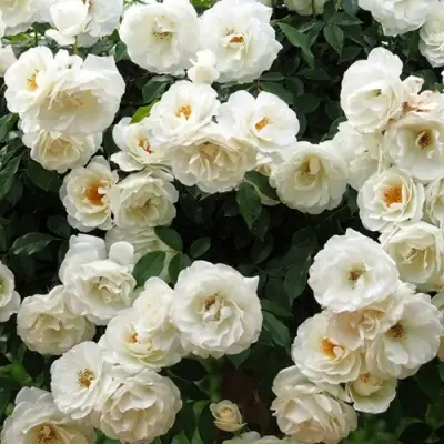 Роза АЙСБЕРГ флорибунда в Новополоцке