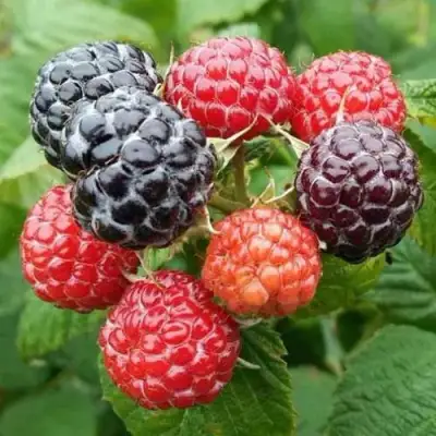 Малина БРИСТОЛЬ в Новополоцке