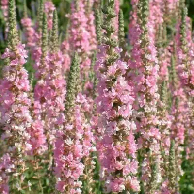 Дербенник БЛАШ иволистный в Новополоцке